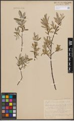 Foto von Salix desertorum Richardson